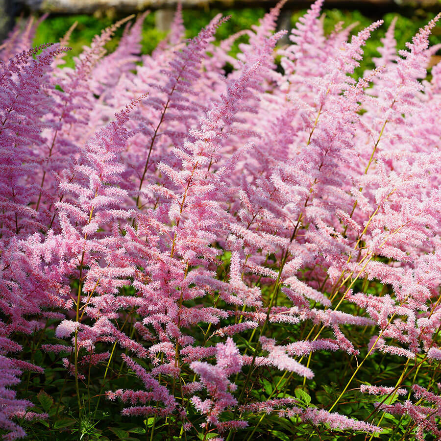 Astilbe chinensis 'Finale'